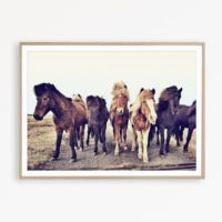Wall art - Icelandic Horses - Canvas Prints - Poster Prints - Image 6
