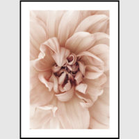 Wall art - Peach Dahlia 2 sets- Canvas Prints- Poster Prints - Image 4