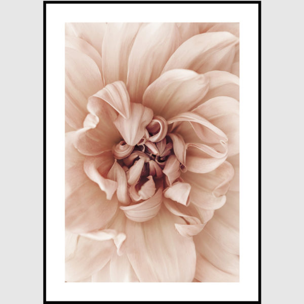 Wall art - Peach Dahlia 2 sets- Canvas Prints- Poster Prints - Image 4