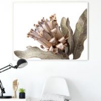 Wall Art - Dried Protea - Canvas Print - Poster Print - Image 3