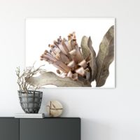 Wall Art - Dried Protea - Canvas Print - Poster Print