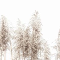 Wall Art - Pampas Grass - Canvas Print - Poster Print - Image 3