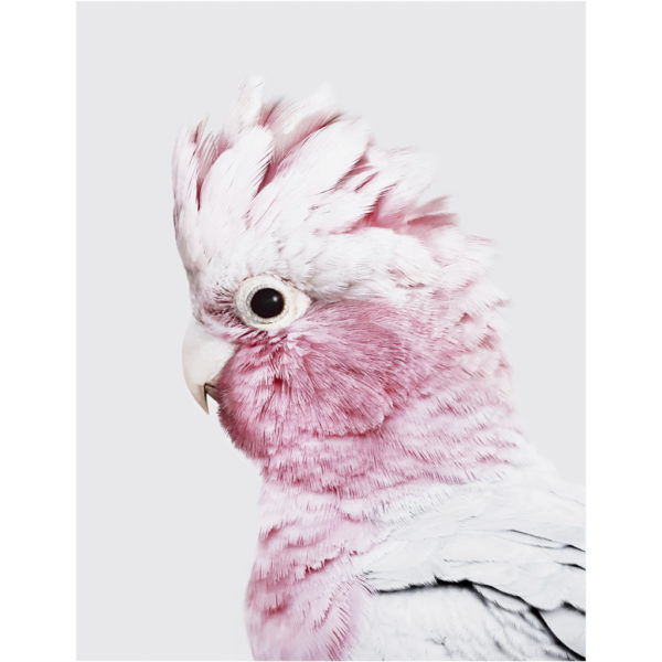 Wall Art - Pink Galah - Canvas Prints-Poster Prints - Image 2
