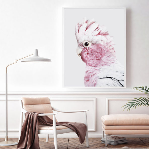 Wall Art - Pink Galah - Canvas Prints-Poster Prints