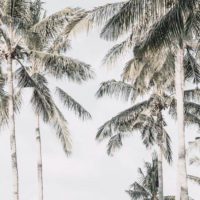 Wall Art - Palm Trees Square Size - Canvas Prints-Poster Prints - Image 3