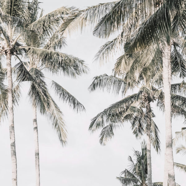 Wall Art - Palm Trees Square Size - Canvas Prints-Poster Prints - Image 3