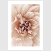 Wall art - Peach Dahila I - Canvas Prints - Poster Prints - Image 2