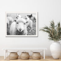 Wall Art - Black and White Sheep - Canvas Prints-Poster Prints - Image 3