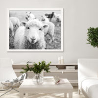 Wall Art - Black and White Sheep - Canvas Prints-Poster Prints - Image 2