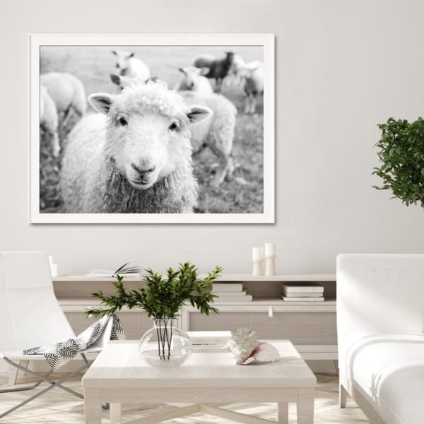 Wall Art - Black and White Sheep - Canvas Prints-Poster Prints - Image 2