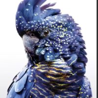 Wall Art - Black Cockatoo A  - Canvas Prints - Poster Prints - Image 2