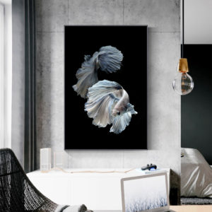 Wall Art - Siamese Fighting Fish - Canvas Prints-Poster Prints