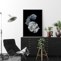 Wall Art - Siamese Fighting Fish - Canvas Prints-Poster Prints - Image 3