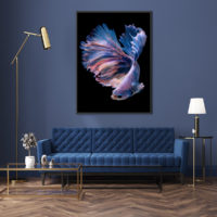 Wall Art - Siamese Fighting Fish II - Canvas Prints-Poster Prints