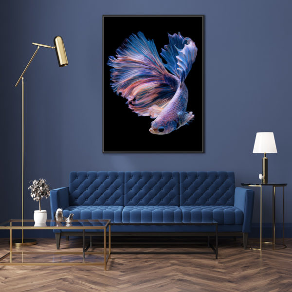 Wall Art - Siamese Fighting Fish II - Canvas Prints-Poster Prints