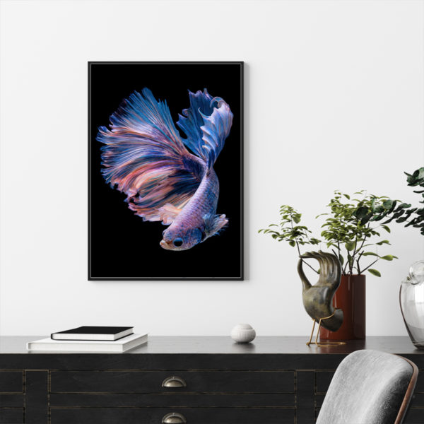 Wall Art - Siamese Fighting Fish II - Canvas Prints-Poster Prints - Image 3