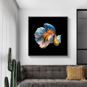 Wall Art - Betta Fish - Canvas Prints-Poster Prints
