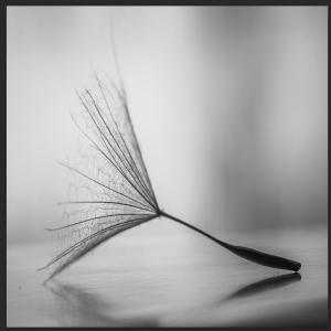 Wall Art - Dandelions Black white single - Canvas Prints-Poster Prints